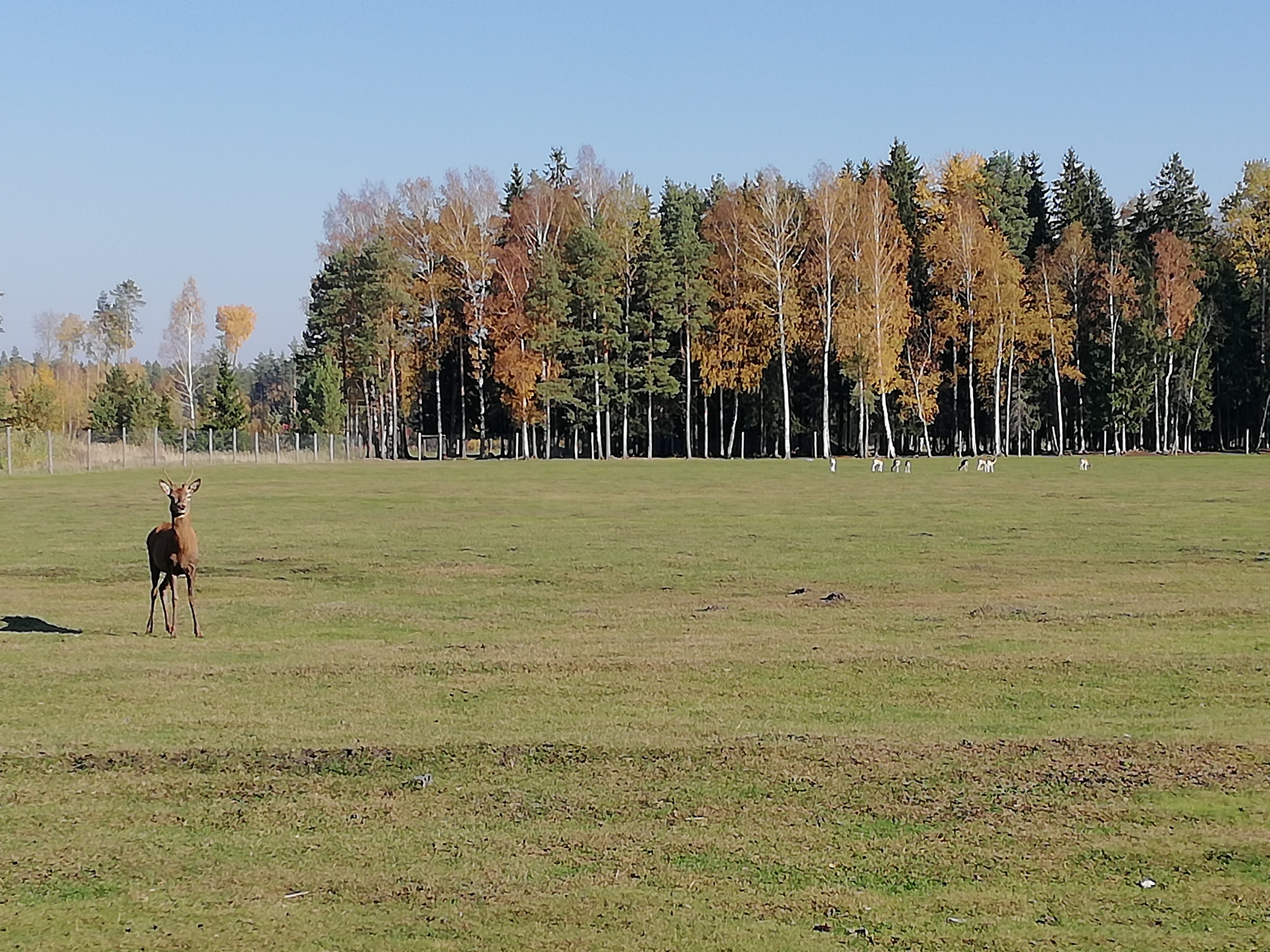 Reindeer standing in a snowy field in Latvia